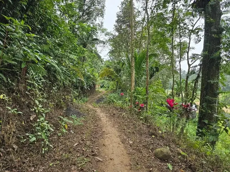 DIJUAL TANAH KEBUN VIEW SAWAH SANGAT MURAHdi tabanan bali - Image 10 of 10