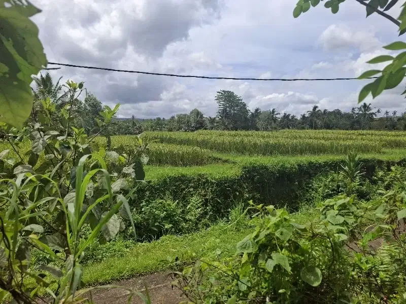 Dijual tanah murah dengan view sawah di tabanan bali - Image 5 of 7