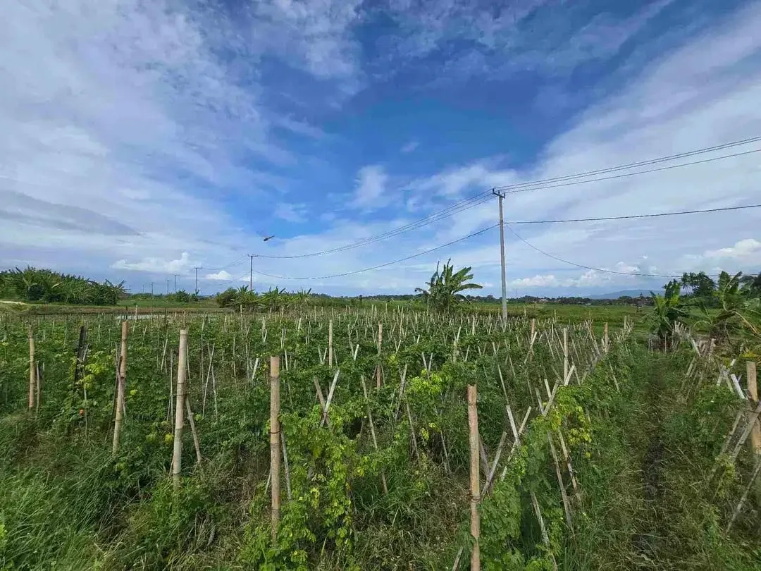 Dijual tanah kecil murah dekat pantai pasut tabanan bali - Image 1 of 10