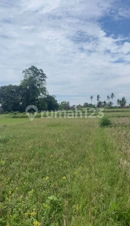 Tanah di Jalan Pantai Kedungu, Desa Belalang Tabanan 2236 SHM MÂ² - Image 4 of 4