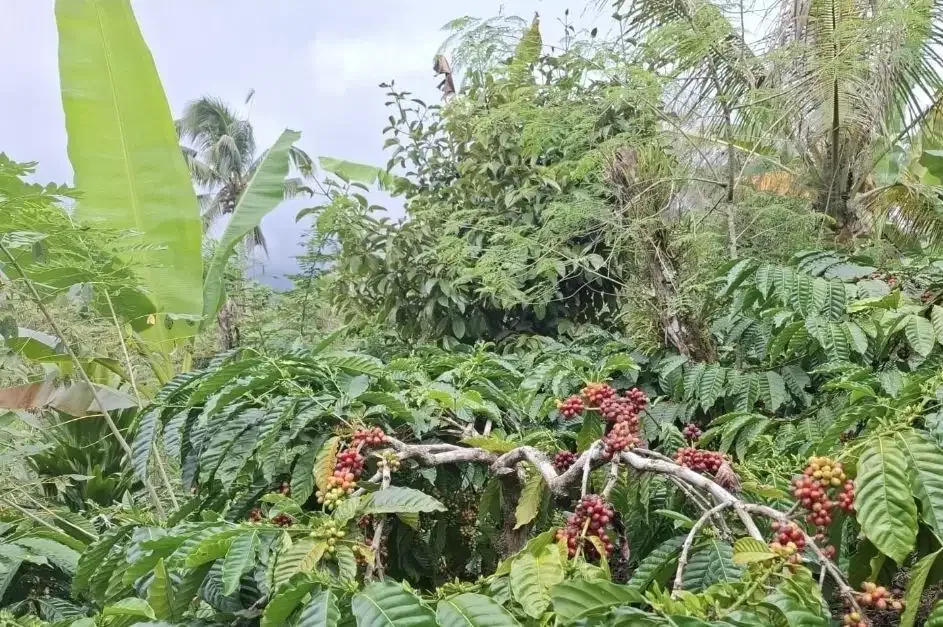 Dijual tanah kebun kopi dapat view laut dan lembah - Image 2 of 8