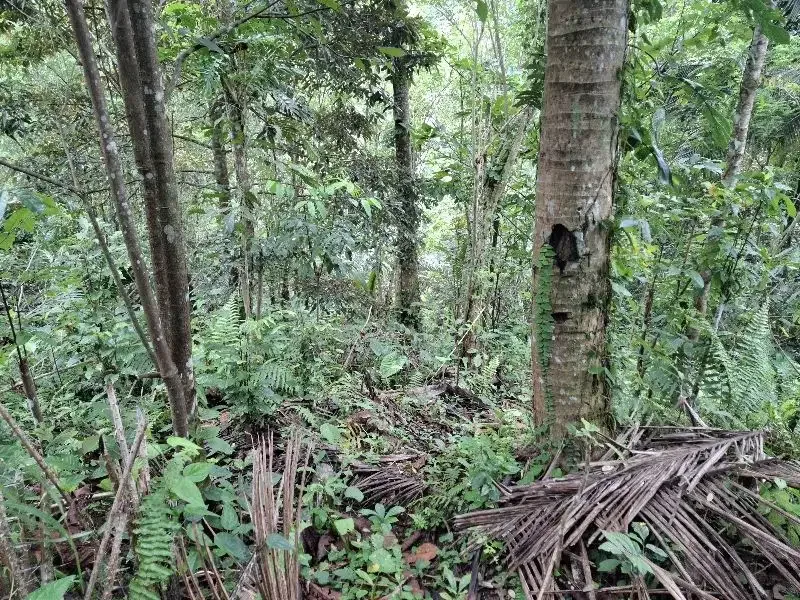 Dijual tanah kebun durian los sungai bebatuan di tabanan bali - Image 5 of 10