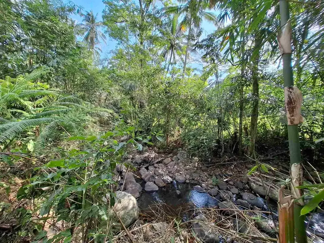Tanah kebun murah dan strategis los sungai jernih berbatu mendapatkan view sawah di bibir sungai - Image 7 of 10