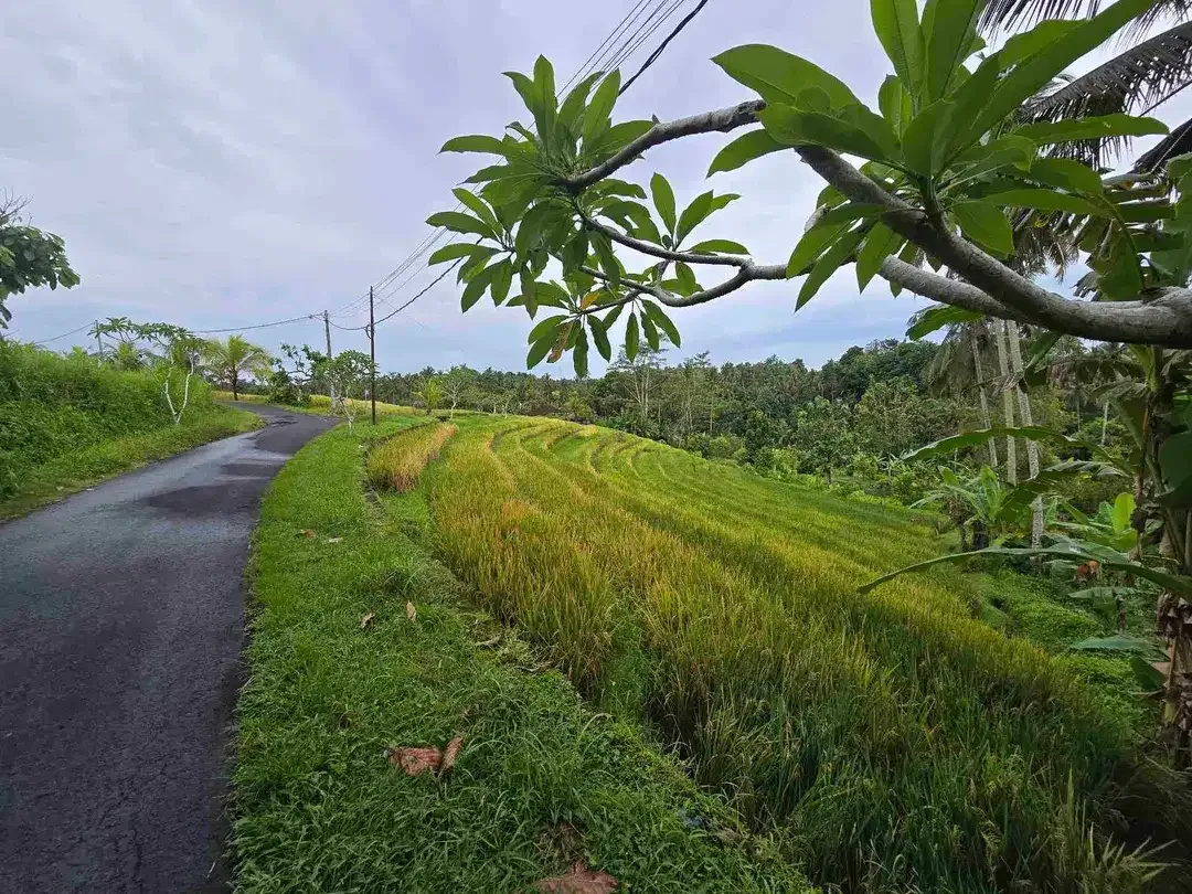 Dijual tanah view exotik sawah dan gunung di tabanan bali - Image 7 of 10