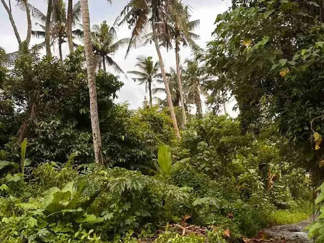 Lahan Ubud Hadap Barat Lebar Depan 21 Meter - Image 7 of 8