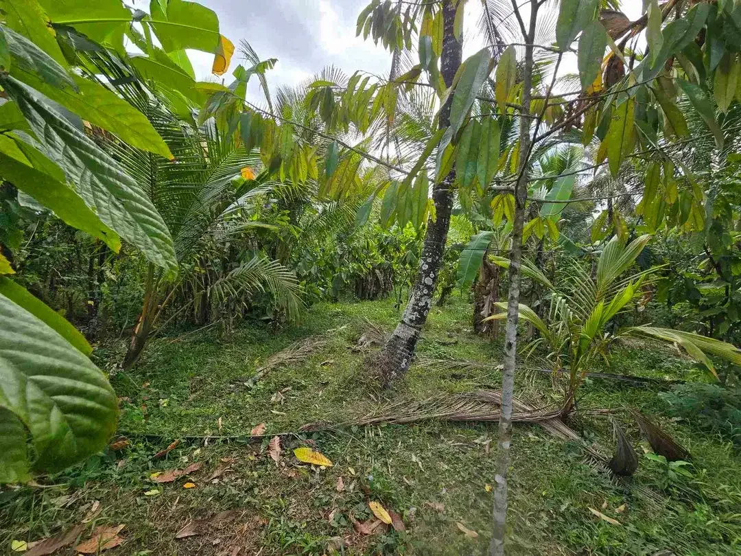 Dijual tanah murah view sawah akses jalan hotmik di tabanan bali - Image 6 of 10