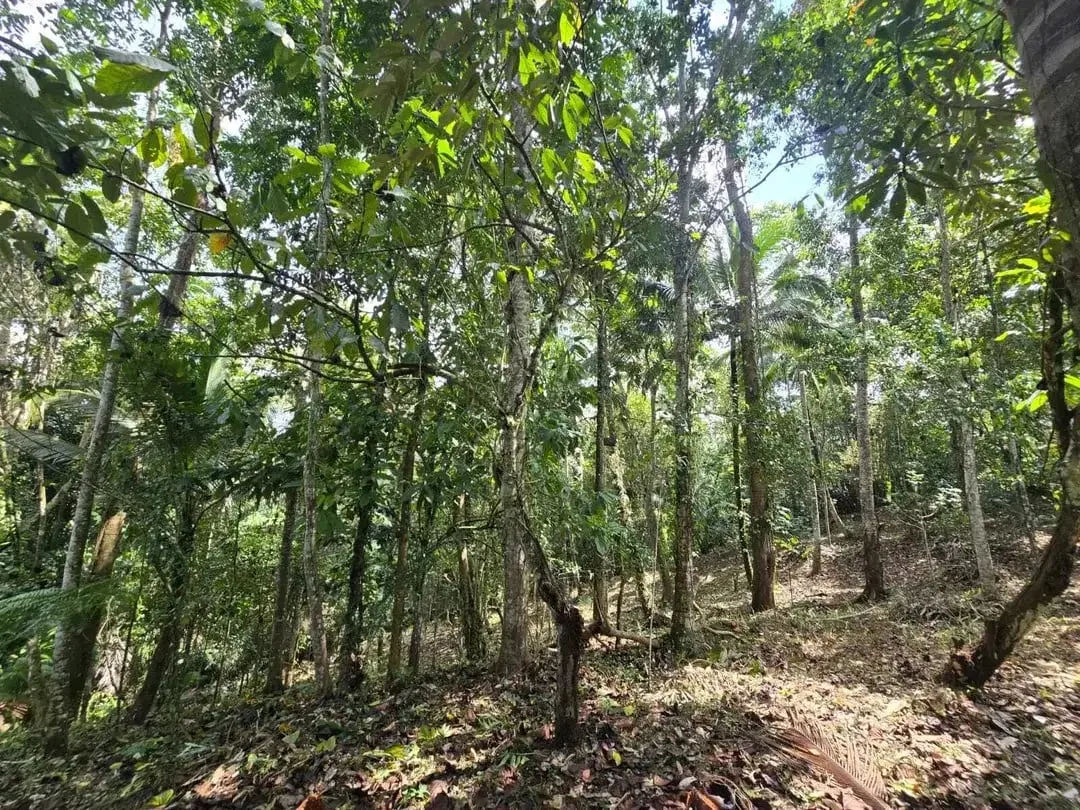Dujual kebun durian manggus murah di tabanan balj - Image 5 of 10