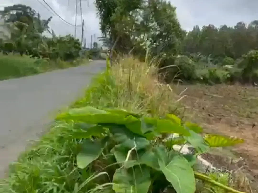 JUAL TANAH DI KAWASAN WISATA BEDUGUL - Image 2 of 4