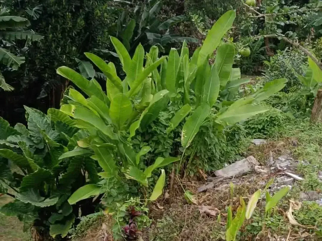 Land for sale in Kaba Kaba, Bali - Image 2 of 7