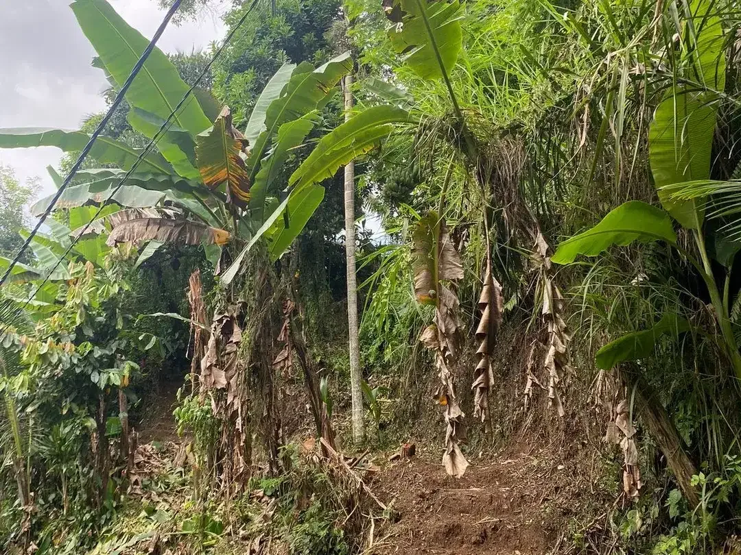 Land for sale in Tegallalang, Bali - Image 5 of 10