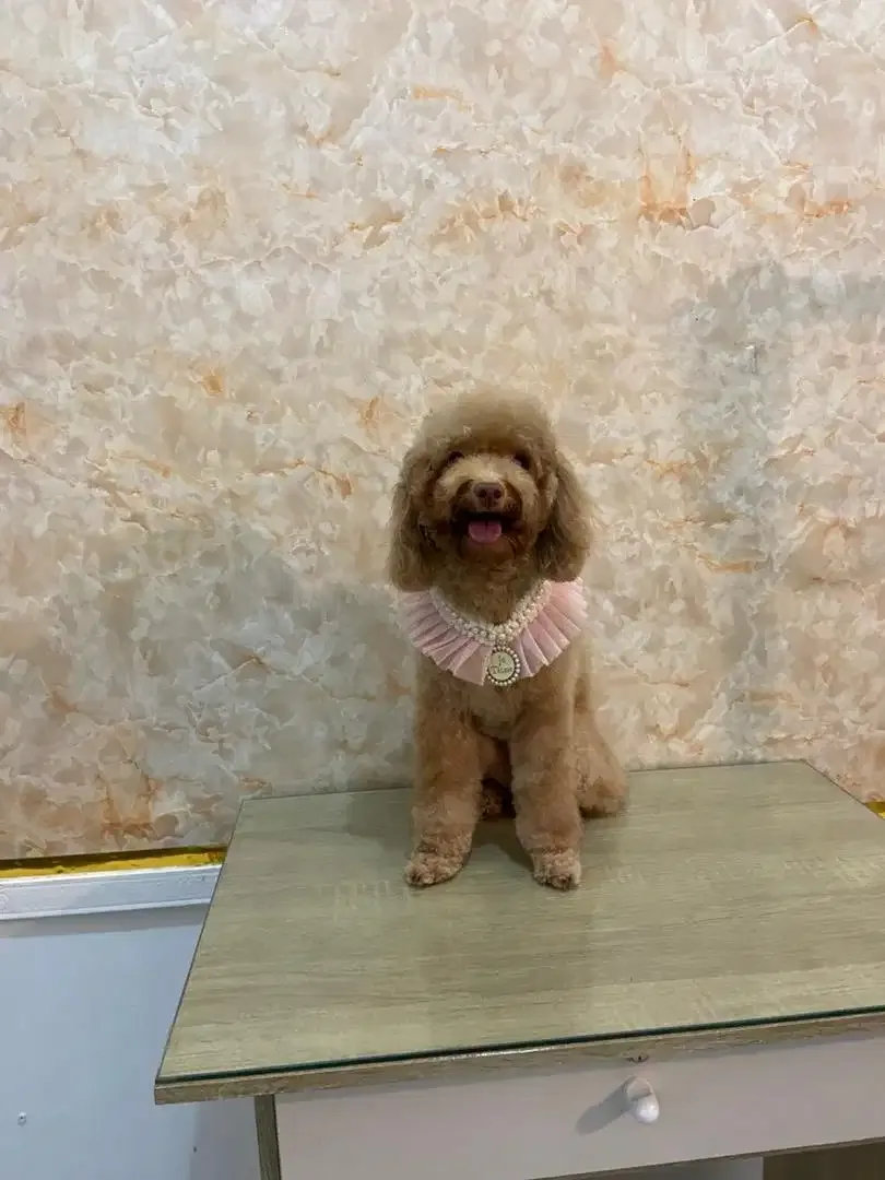 Grooming anjing di denpasar - Image 5 of 7