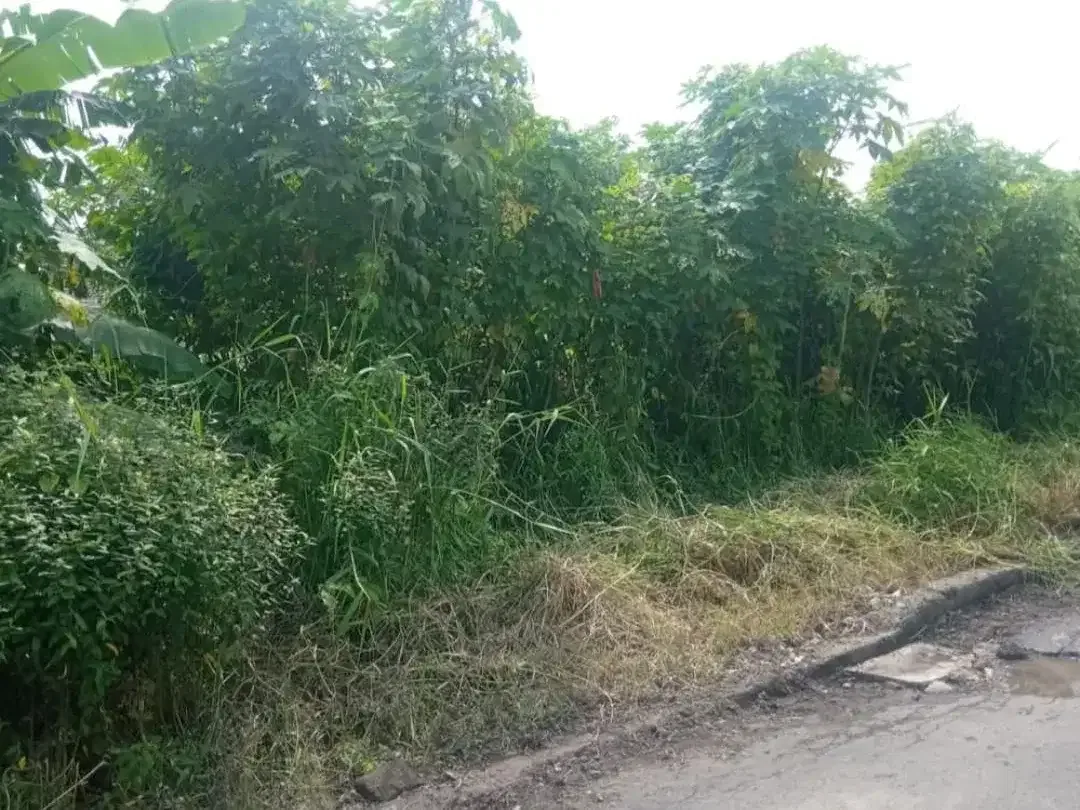 DIJUAL TANAH CENTRAL BATU BOLONG, CANGGU - BALI - Image 4 of 7