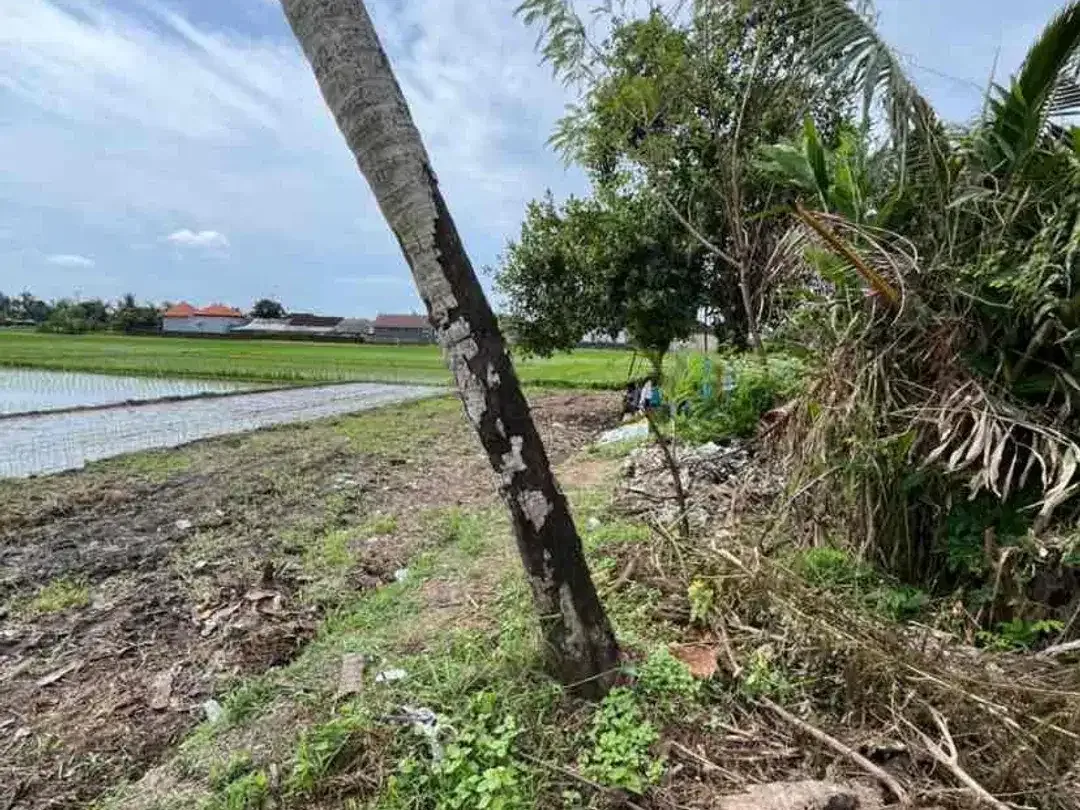 DIJUAL TANAH SAWAH 48.5 ARE DI KABA KABA CC - Image 4 of 5