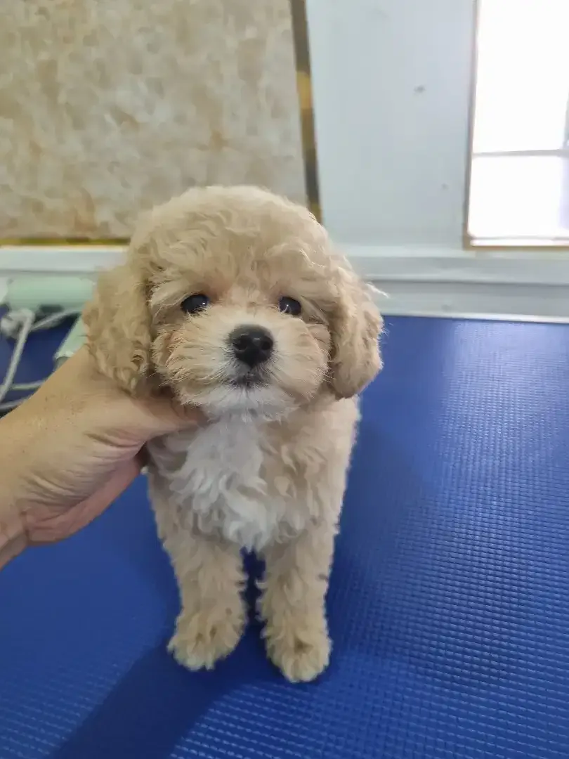 Pet grooming only dog - Image 6 of 10