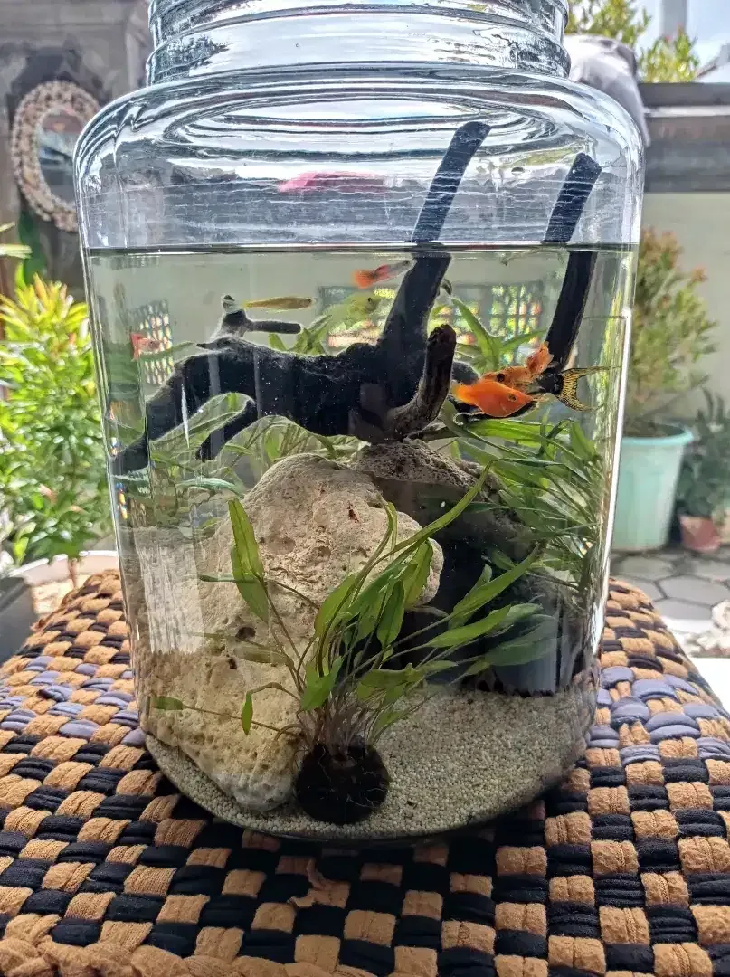AQUARIUM TOPLES KACA - Image 1 of 2