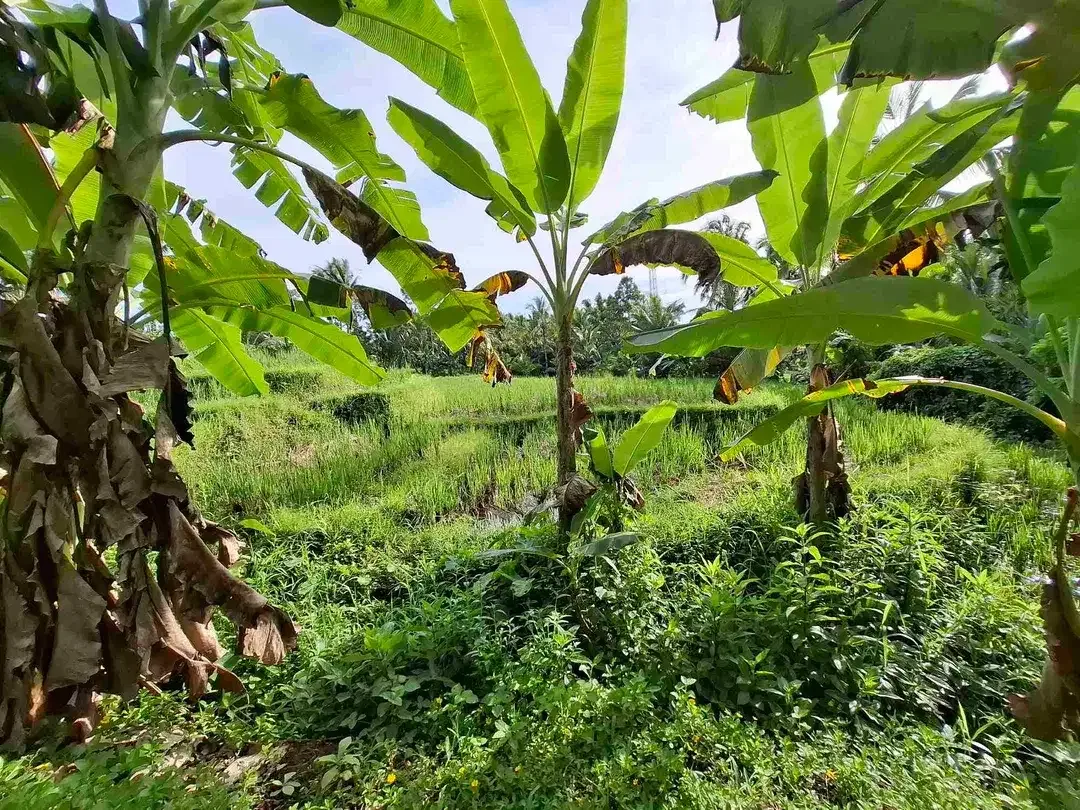 tanah view sawah luas kecil - Image 3 of 8