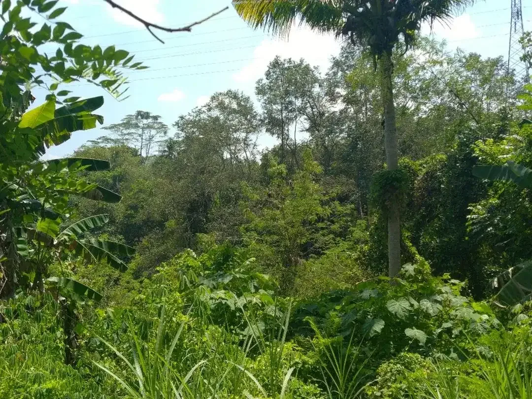 Freehold - 1.500 sqm Riverfront land for sale in south Ubud - Image 7 of 10