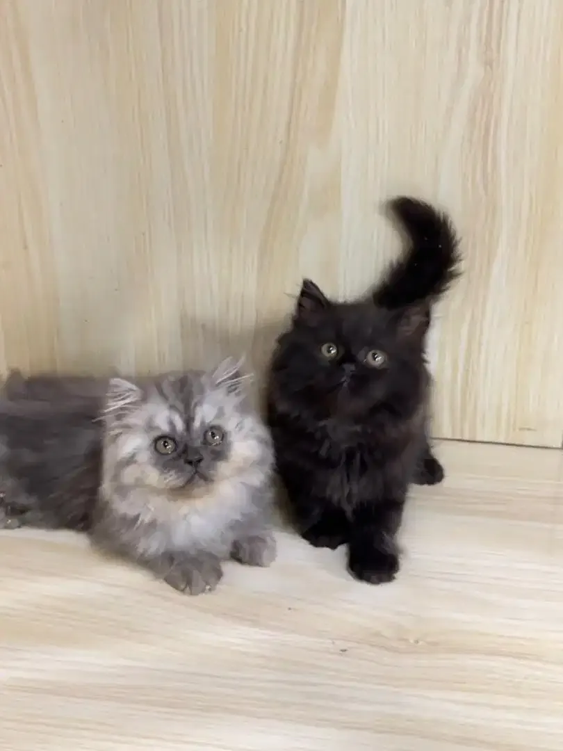 Kitten Kucing Persia - Image 1 of 4