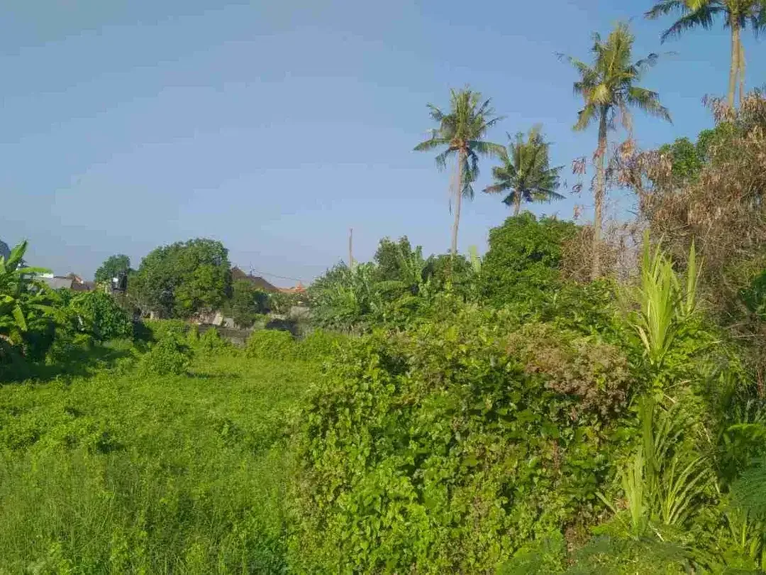 LAND FOR RENT, BUDUK, BADUNG, BALI - Image 2 of 7