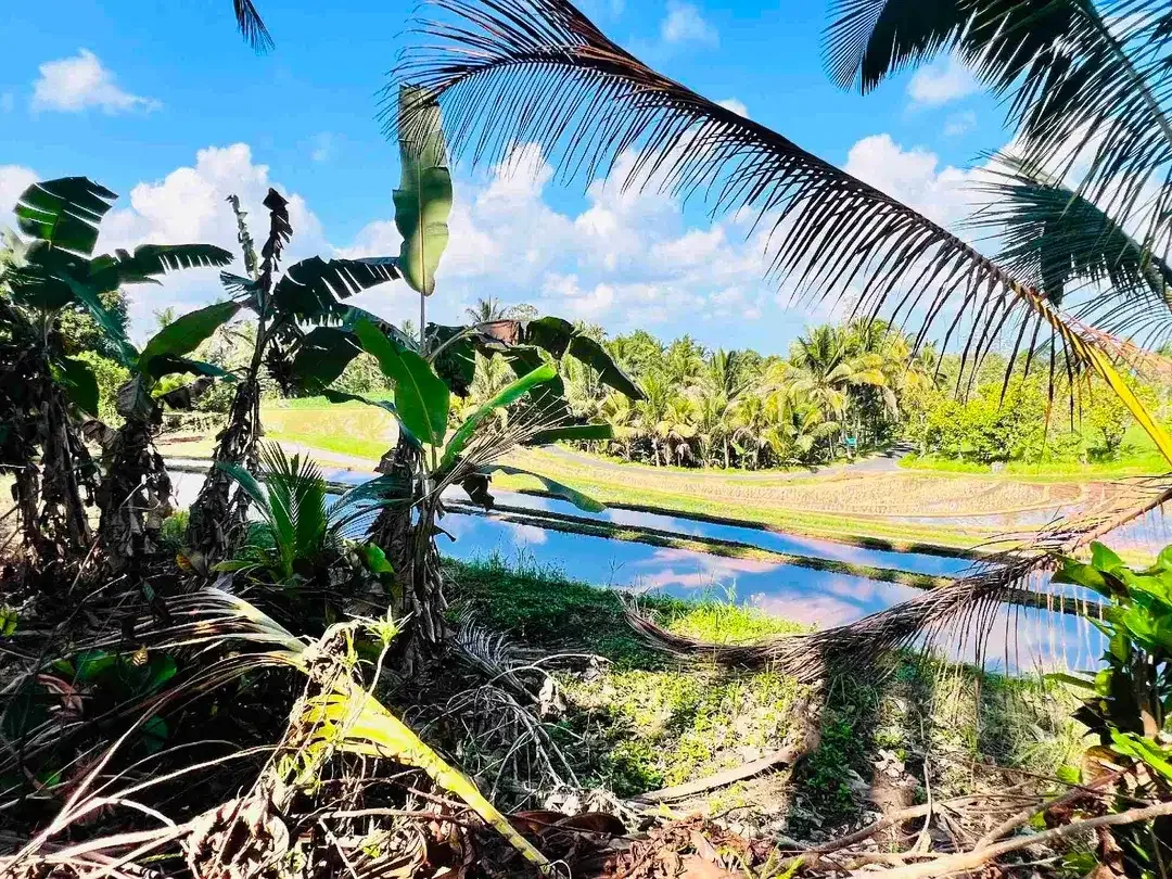 jual tanah kebun view sawah dan lembah indah di selemadeg timur tabanan bali. - Image 8 of 10