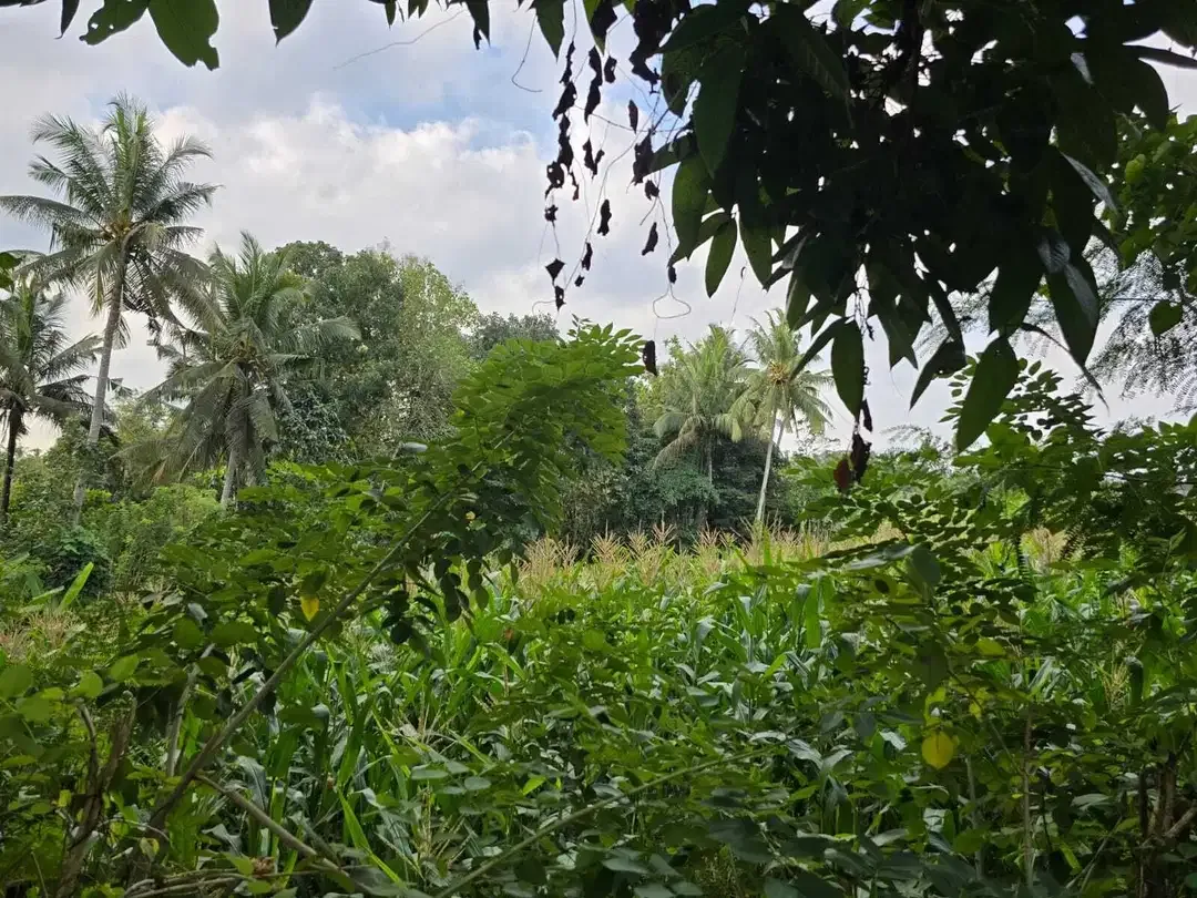 Dijual tanah los sungai view sawah di bali - Image 7 of 10