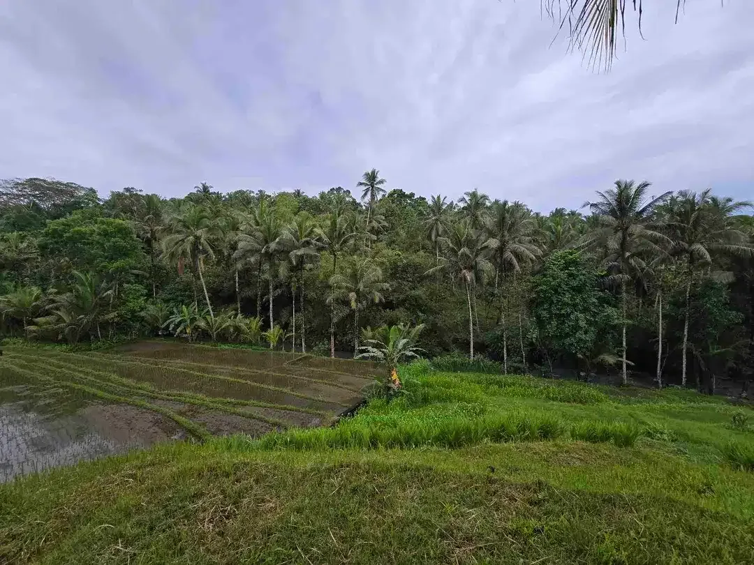 Dijual tanah los sungai dan vieq sawah murah di bali - Image 10 of 10