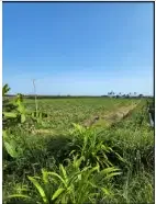 tanah 1,4 hektar di pantai pasut Tabanan - Image 4 of 7