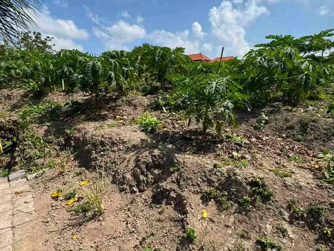 DIJUAL TANAH PERUMAHAN SIAP BANGUN PADANG LUWIH DALUNG KUTA UTARA BALI - Image 4 of 4