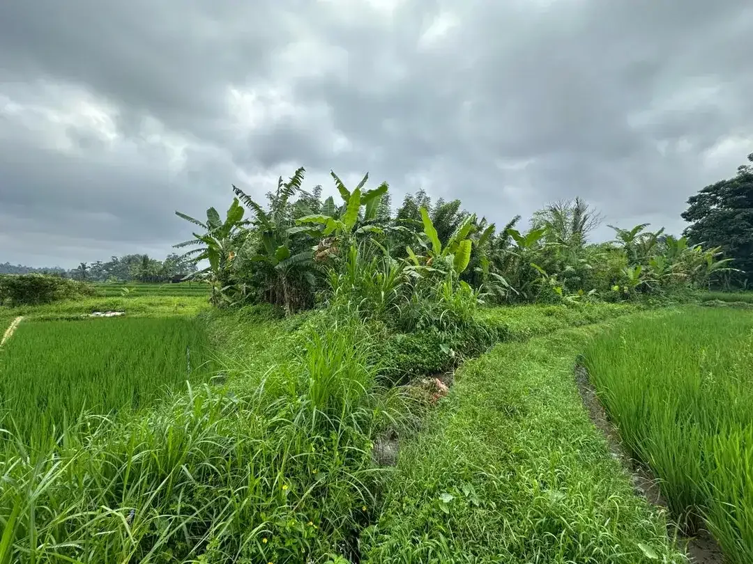 DIJUAL – Tanah Premium di Tegalalang dengan View Sawah & Pegunungan - Image 3 of 10