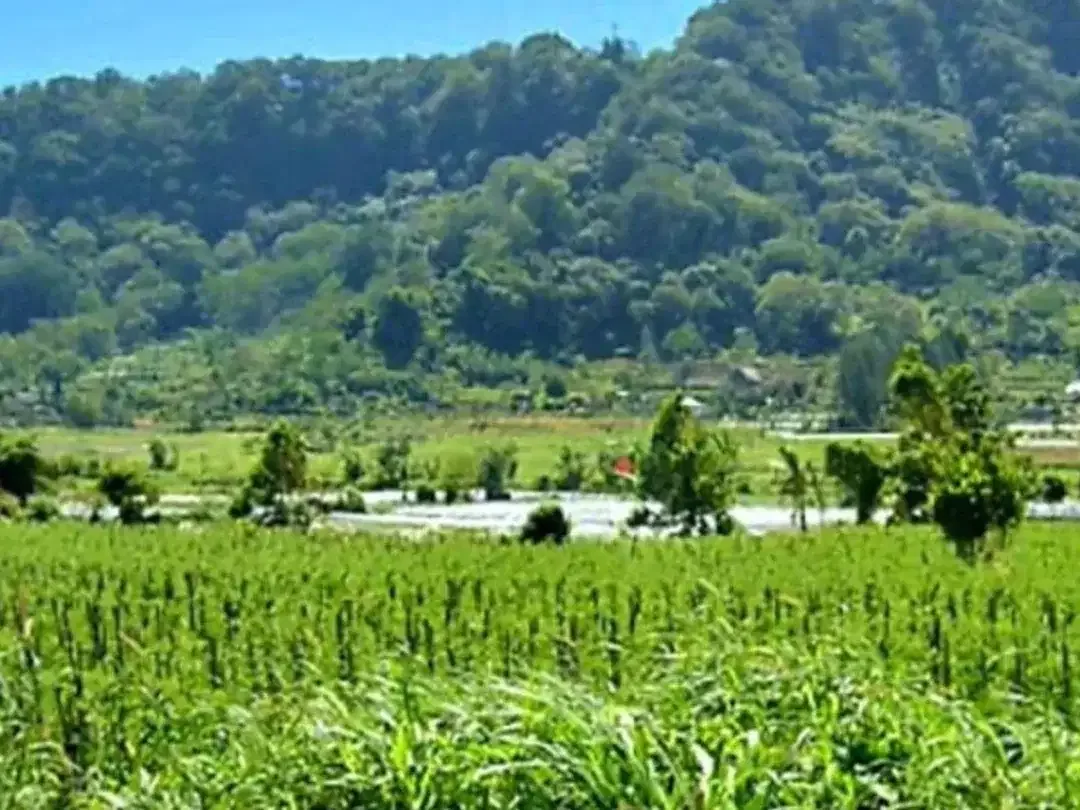 TANAH DATAR DI DANAU BUYAN BEDUGUL BULELENG, BALI - Image 1 of 6