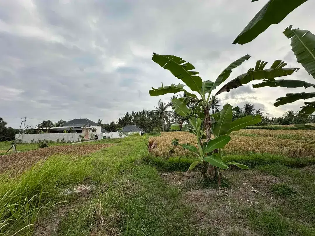 Tanah SHM View Sawah di Ubud, Dekat Kampus Mediterranean Bali - Image 2 of 10