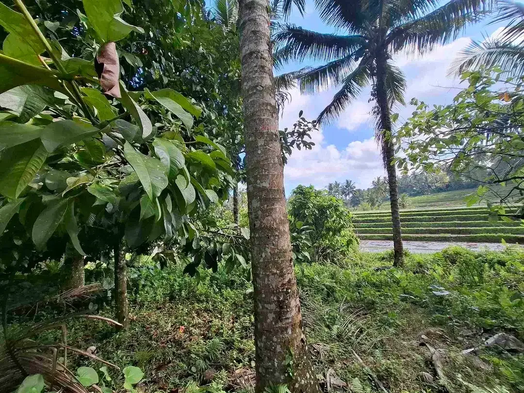 di jual tanah kebun manggis langka dan subur dengan view sawah terasering yang menggelingi lahan - Image 6 of 10