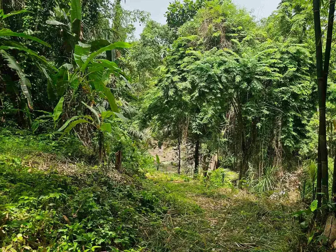 land in river side and jungle near canggu - Image 10 of 10