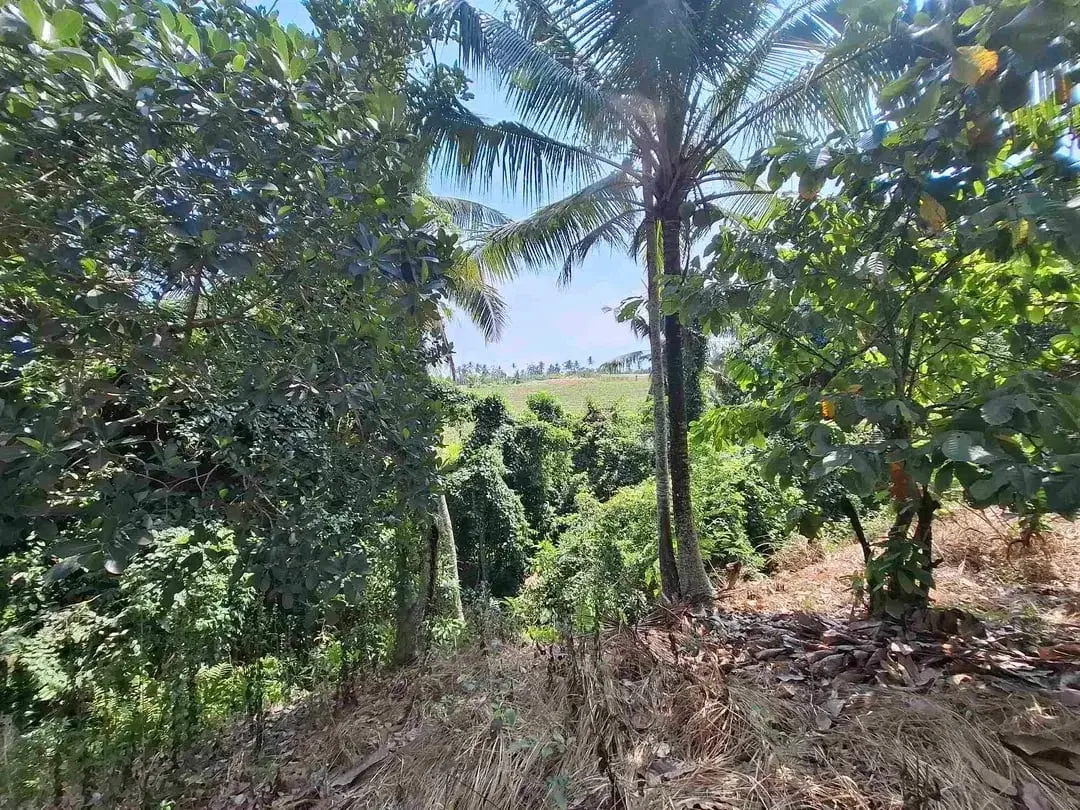 dijual tanah strategis dekat pantai wisata di tabanan dengan view sawah dab los sungai kecil berbatu - Image 3 of 10