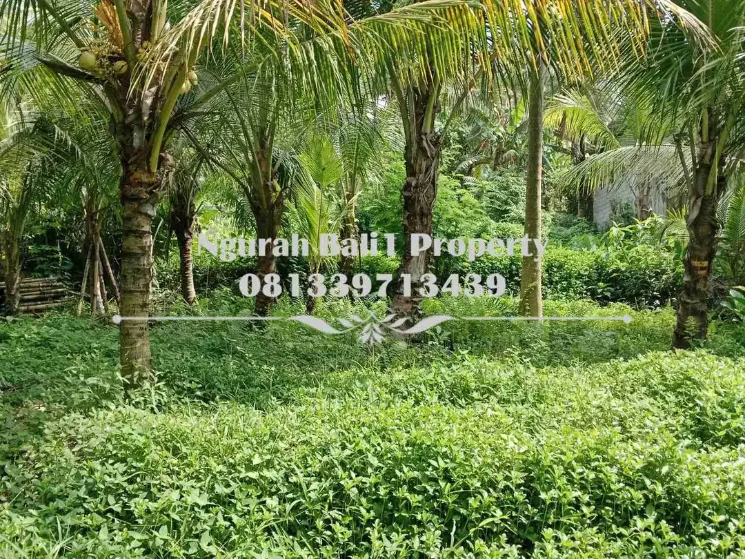 Dijual Tanah Murah Luas 4 Are Kawasan Villa di Ubud Pejeng - Image 5 of 5