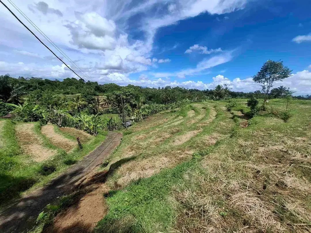 dijual tanah sawah view 5 gunung di bali - Image 4 of 10