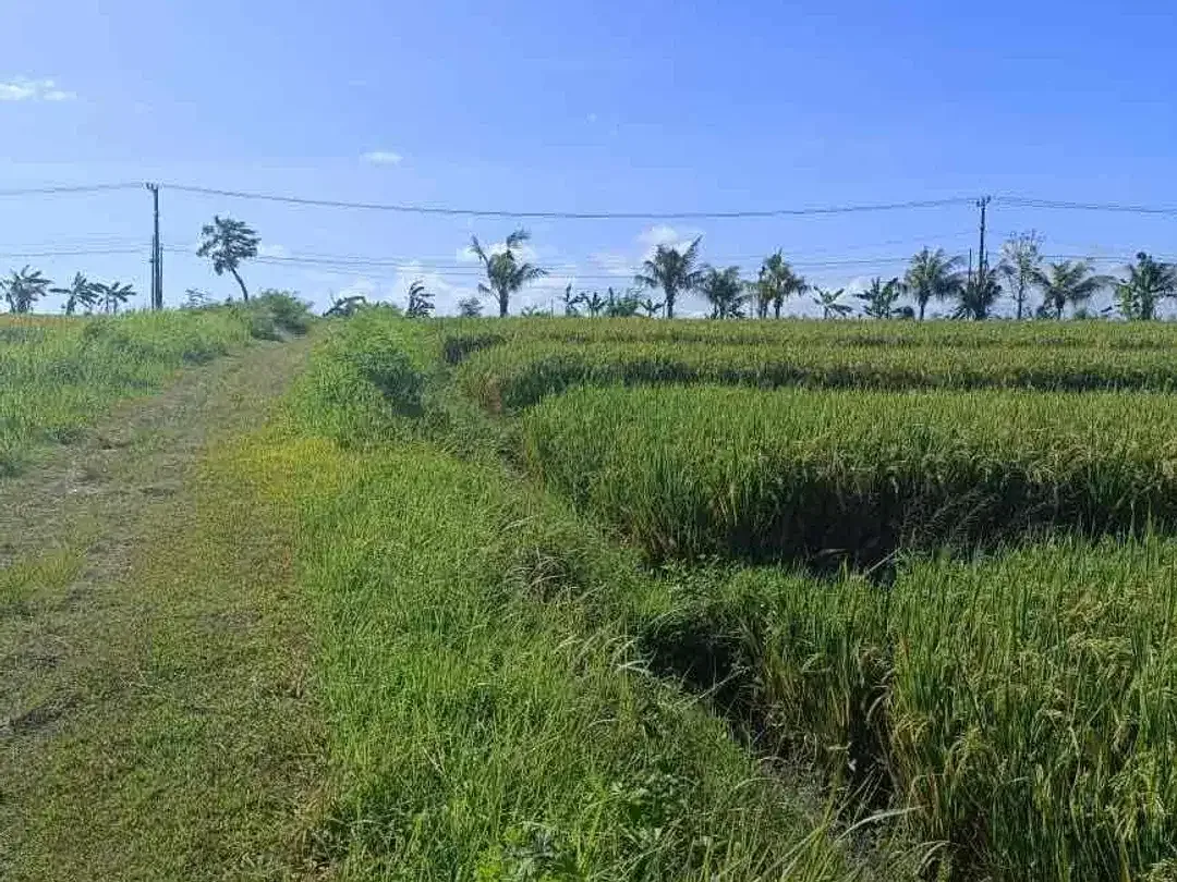 Dijual tanah lokasi pantai nyanyi tabanan Bali,lokasi sebelah barat pantai cemagi - Image 5 of 9