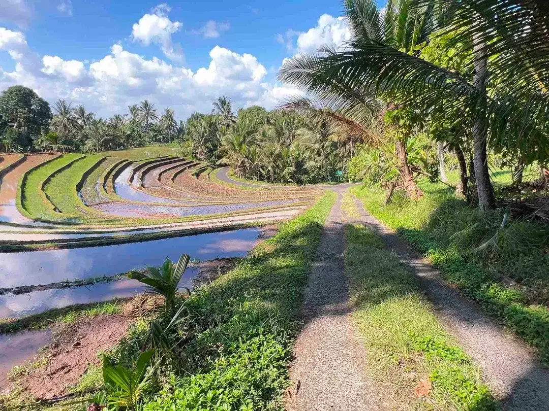 jual tanah kebun view sawah dan lembah indah di selemadeg timur tabanan bali. - Image 3 of 10