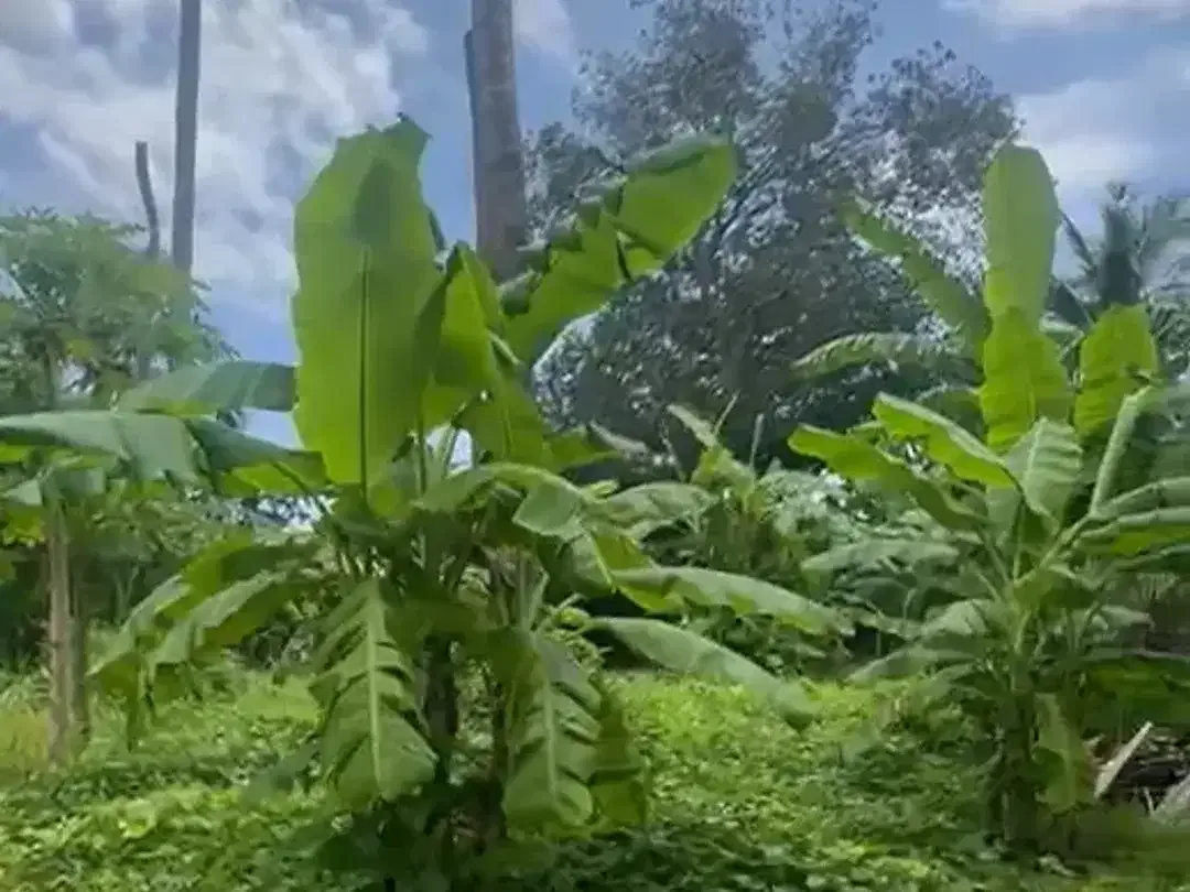 Land for sale in Nusa Lembongan, Bali - Image 6 of 8