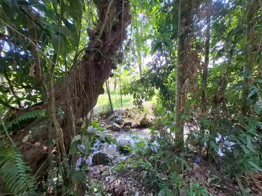 dijual tanah strategis dekat pantai wisata di tabanan dengan view sawah dab los sungai kecil berbatu - Image 10 of 10