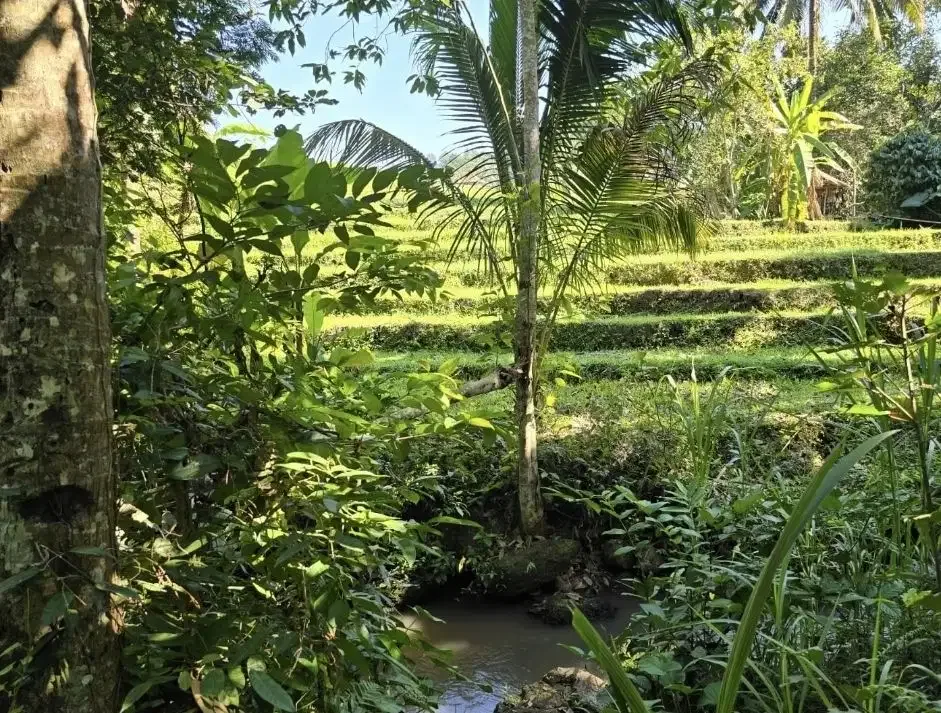 Tanah kebun view sawah dan los sungai kecil akses jalan hotmix - Image 2 of 7