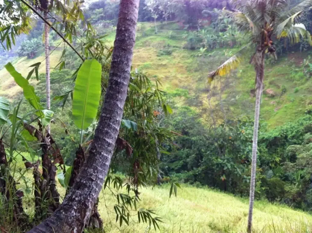 Tanah Tebing Dengan Panorama Hutan Dan Sungai di Ubud Bali - Image 10 of 10