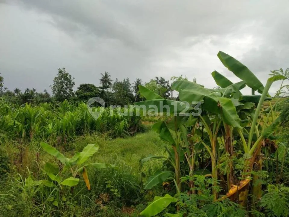 Boutique Tourism Land Near Munggu & Cemagi Beach - Image 2 of 4