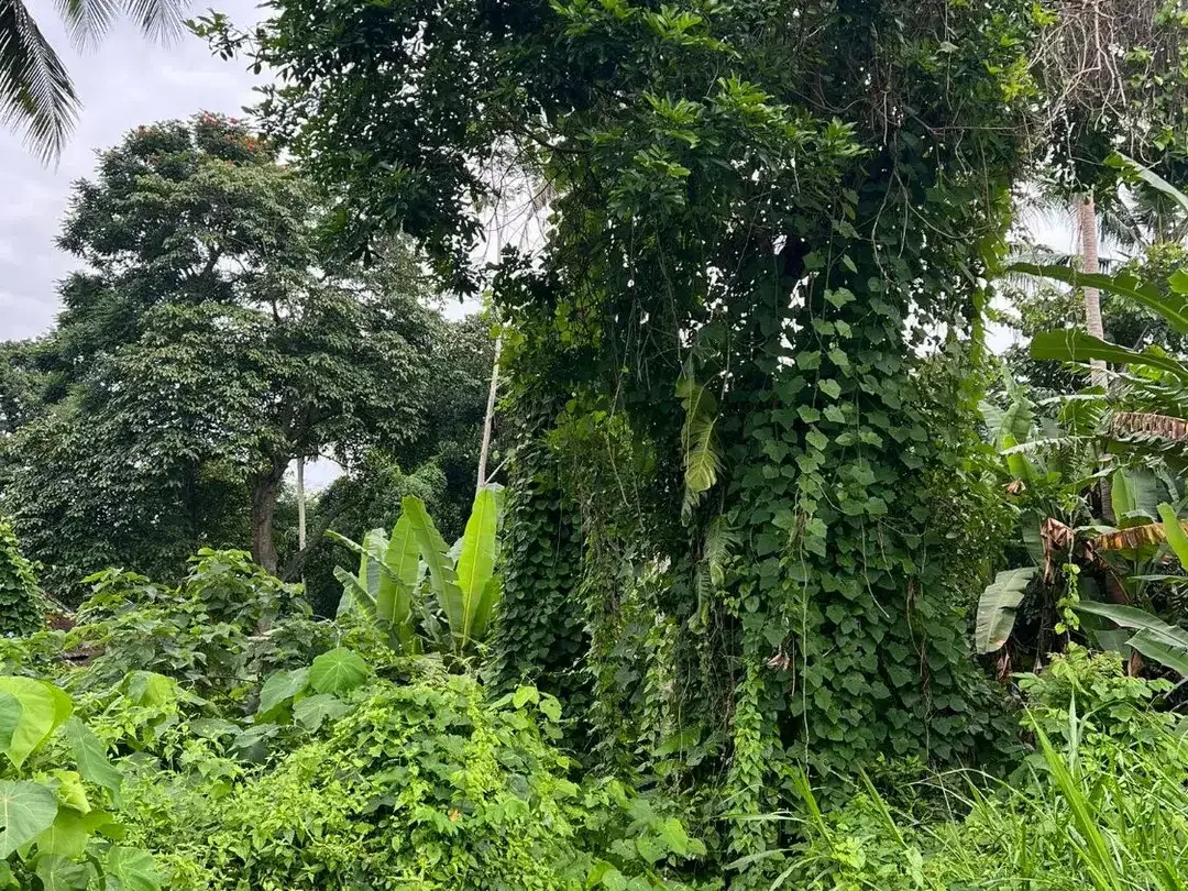 Exceptional Leasehold Land in Ubud - 19 Are Prime Land with Peaceful Jungle View near Ubud Center - Image 8 of 10