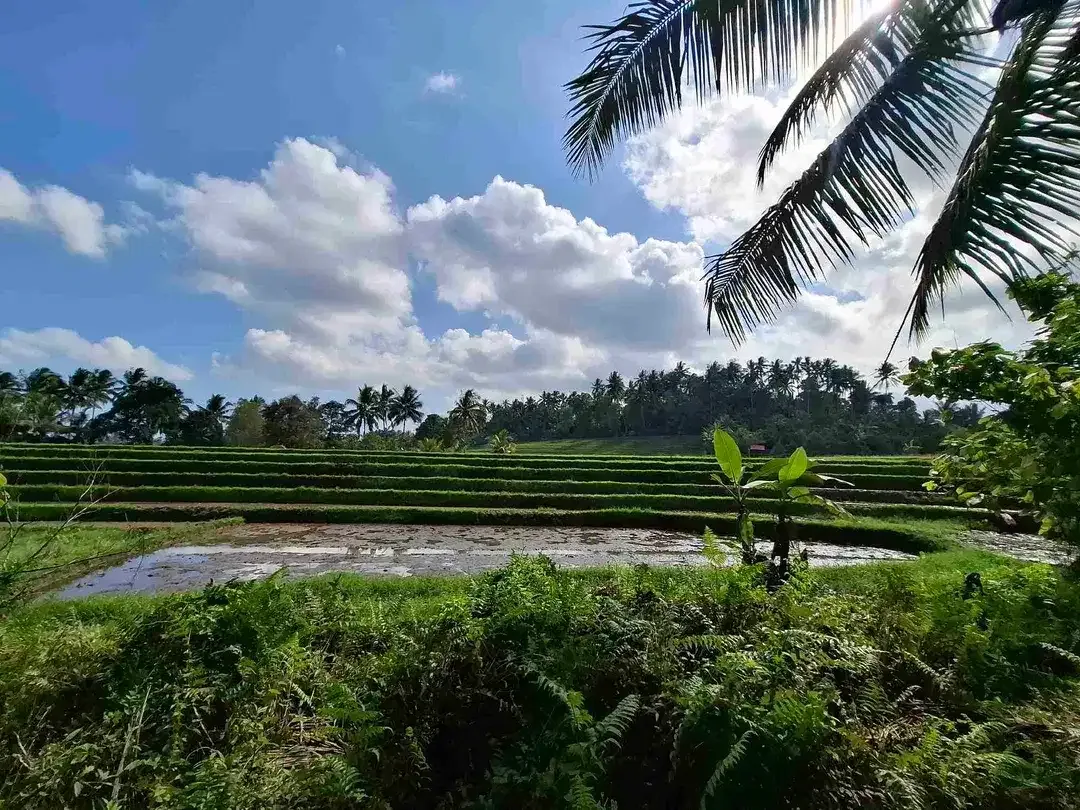 di jual tanah kebun manggis langka dan subur dengan view sawah terasering yang menggelingi lahan - Image 1 of 10