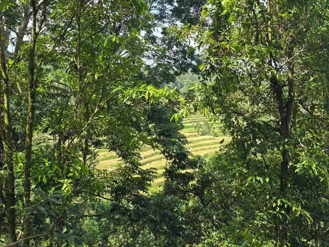 Dijual tanah kebun kopi view sawah dan lembah di tabanan bali - Image 1 of 10