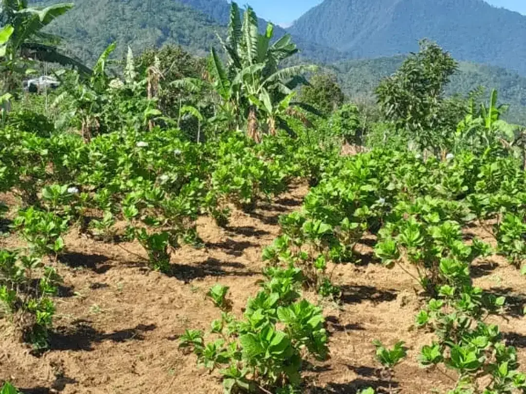 Dijual lahan seluas 50 are di kawasan Munduk Tamblingan - Image 1 of 4