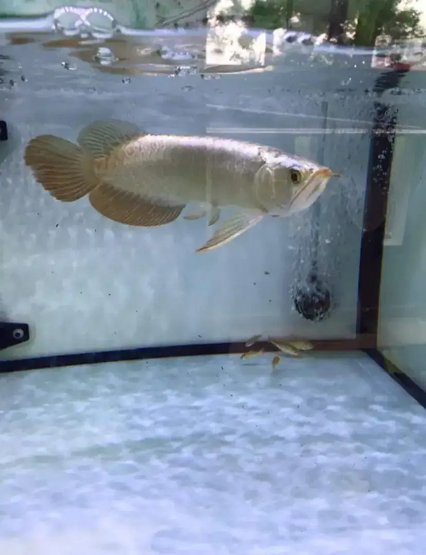 Arwana / Arowana Crossback Blue Base Malaysia - Image 2 of 3