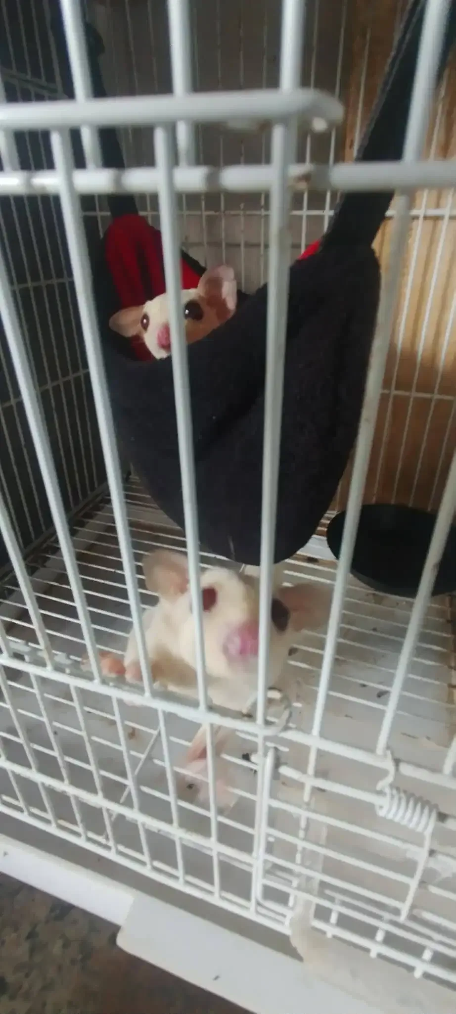 Sugar Glider Sepasang - Image 2 of 4