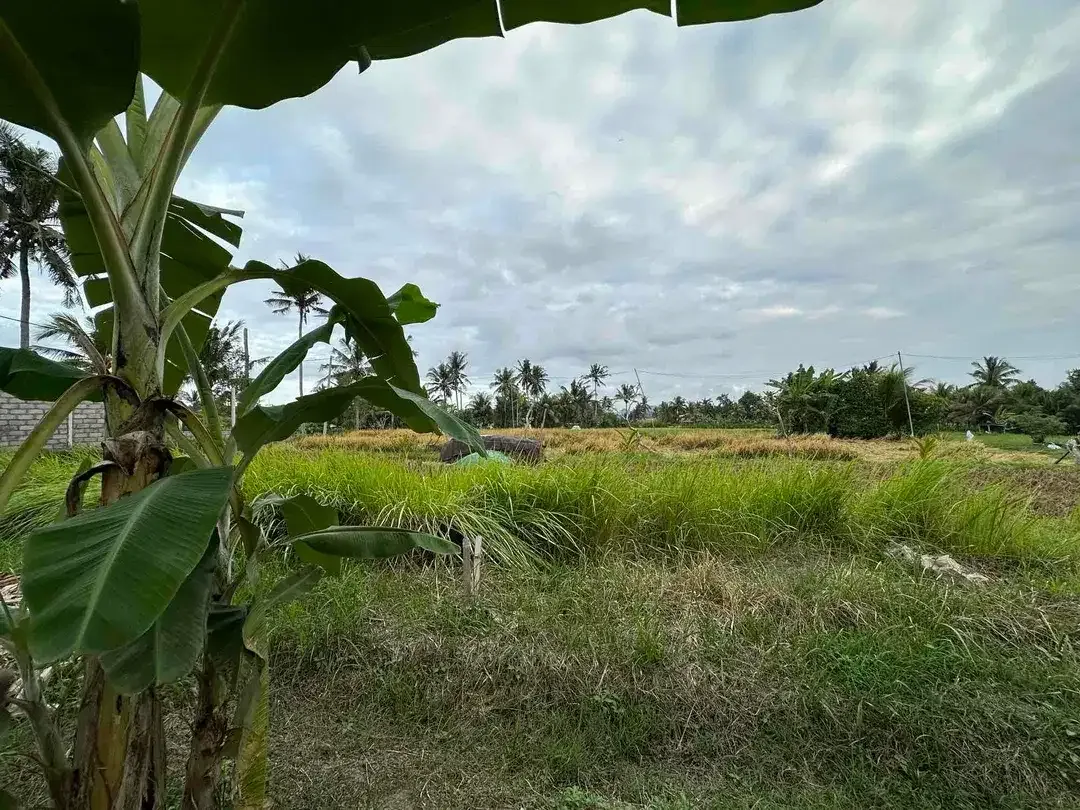Tanah SHM View Sawah di Ubud, Dekat Kampus Mediterranean Bali - Image 7 of 10